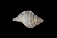 藏品(鶉法螺)的圖片